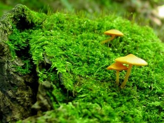 Mushroom Wallpaper
