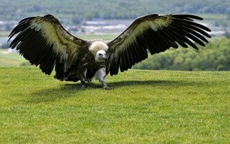 Vulture Wallpaper