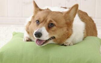 Corgi Lovely Wallpaper Welsh