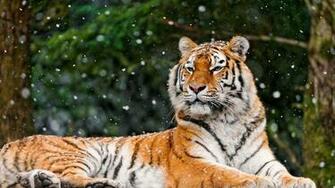 Wallpaper Tiger Snow Lying Animal Full HD 1080p