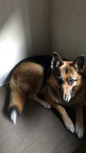 My Photogenic Woofer Moxy Dogpictures Dogs Aww Cuteanimals