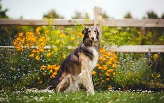 Wallpaper Borzoi Farm Dogs Flowers Pets Cute