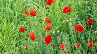 Poppies Wallpaper