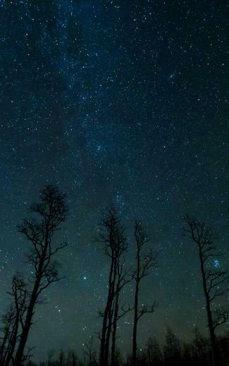 Wallpaper Starry Sky Trees Stars Night