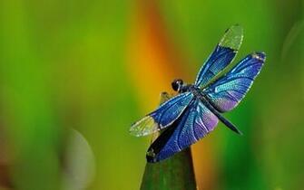 Dragonfly Wallpaper
