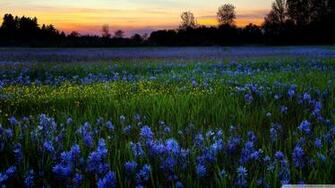 Official Windows HD Wallpaper Widescreen High