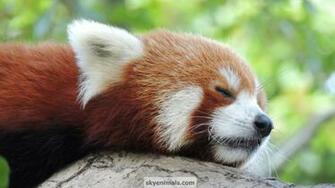 Red Panda Wallpaper Image