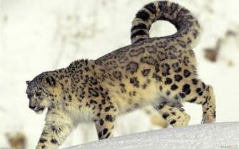 Reptiles HDwallpaperfor Animals Animal Snow Leopard Image