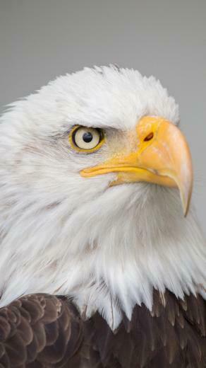 Bald Eagle Wallpaper iPhone Android Desktop Background