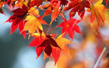 Maple Leaves Wallpaper On