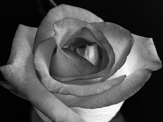 Rose iPhone Wallpaper
