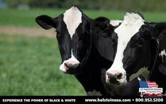 Cow Wallpaper Desktop Image Frompo