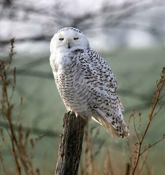 Snowy Owl Wallpaper HD Owls