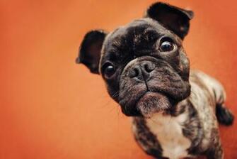 French Bulldog Puppies Wallpaper