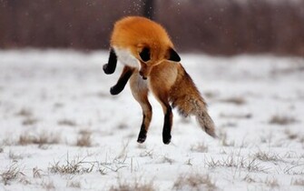 Fox Computer Wallpaper Desktop Background Id