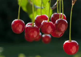 Tart Cherry Juice Reduces Muscle Pain And Inflammation Ohsu News