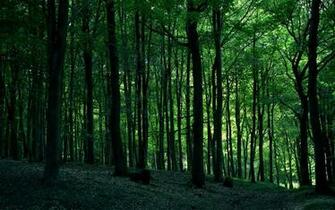 Name Awesome Trees Browser Themes Desktop Picture