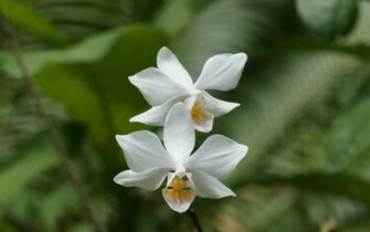Orchid Wallpaper Beautiful Orchids In Widescreen
