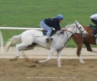 Beautiful Wallpaper Racing Horse