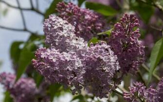 Lilac Wallpaper Flower