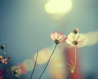 Two Pretty Flowers Pulsarmedia Wallpaper World Collection