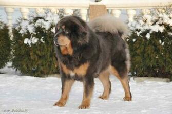 Tibetan Mastiff On A The Snow Wallpaper And Image