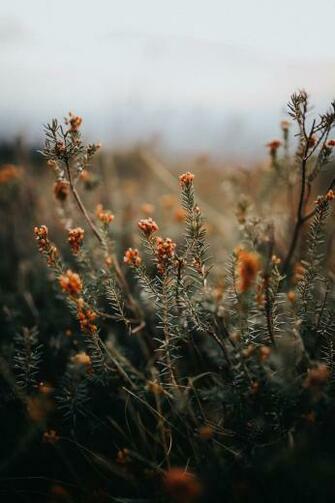 Image Via Farmhouse Touches Fall Wild Flowers Nature