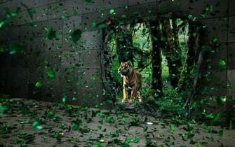 Wallpaper Collection Amazing