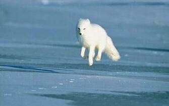 Beautiful Desktop HD Wallpaper 1080p Arctic Fox