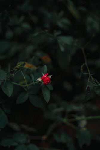 Red Bud Rose Aesthetic Phone Wallpaper