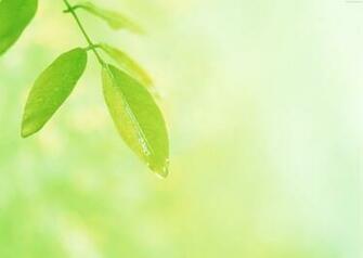 To Set This Wallpaper As Your Desktop