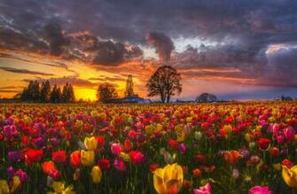 Tulips Sky Farm Trees Beautiful Clouds Field Desktop Wallpaper