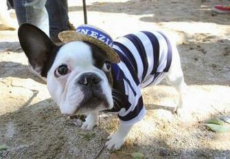 Funny Animalz French Bulldog Image And Wallpaper