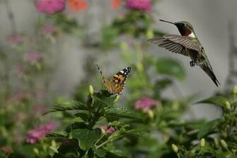 Flowers Butterflies Birds Hummingbirds Insects Sun Bokeh J Wallpaper