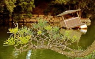 Branch Needles Coniferous Raft Lake Stock Photos Image