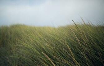 Wallpaper Wheat The Sky Nature Background Widescreen