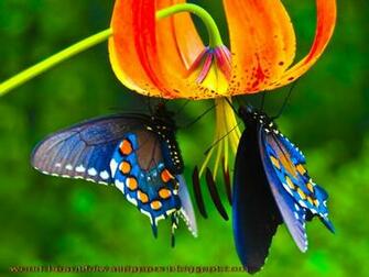 Beautiful Wallpaper Butterflies