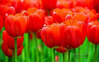 Albany Tulip Festival Wallpaper HD
