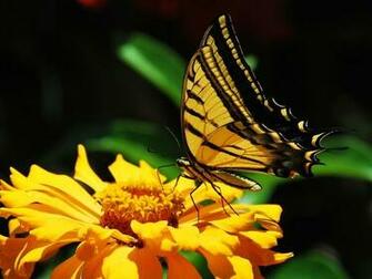 Flower National Geographic Photo Contest