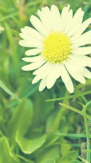 Vintage White Daisy iPhone Wallpaper