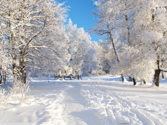 Winter Background Wallpaper