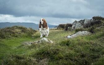 Basset Hound HD Wallpaper Background Image