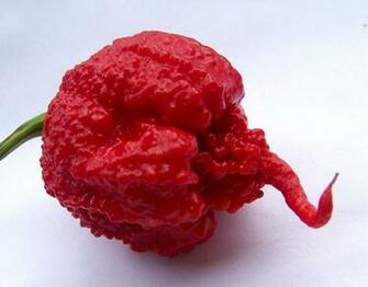 Hot Peppers Image Carolina Reaper HD Wallpaper And Background