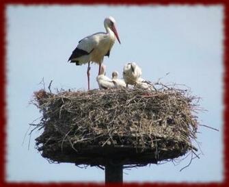 Storks Wallpaper Android Apps On Google Play