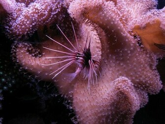 Lionfish Wallpaper