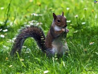 Squirrel HD Wallpaper