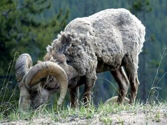 Bighorn Sheep Wallpaper Background