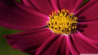 Cosmos Flower Wallpaper