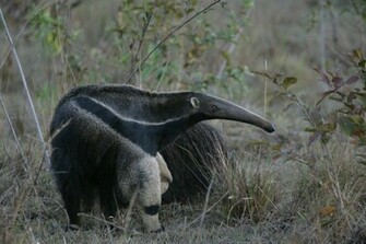 Wallpaper Db Anteater