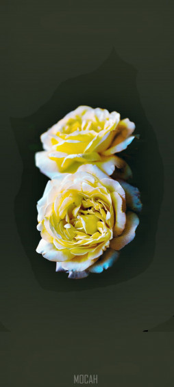 Golden Rose Wallpaper For Mobile Phones 4k
